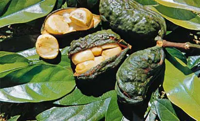 oji kolanut